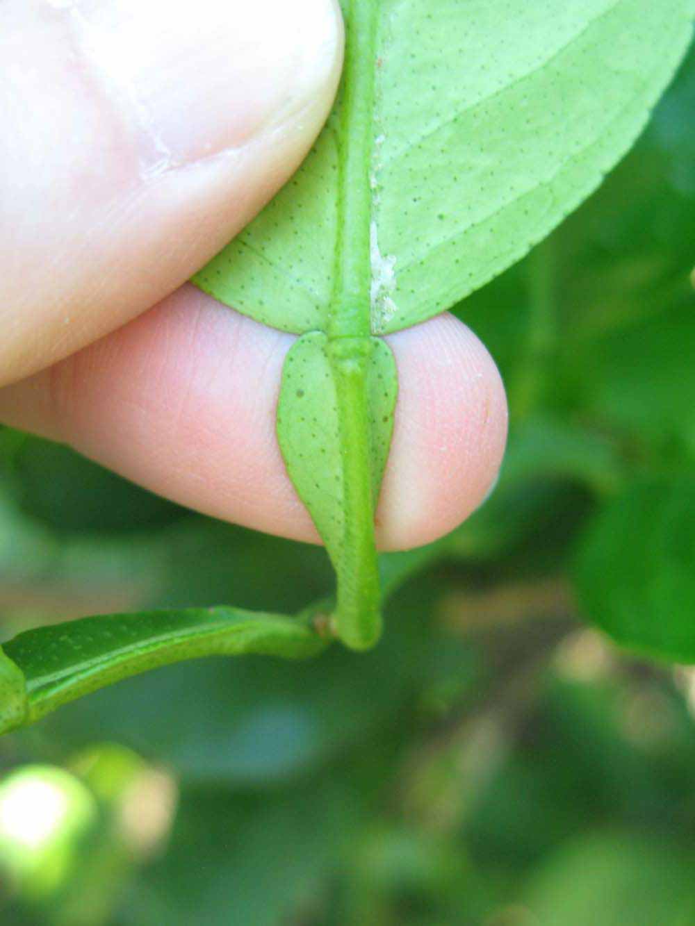              Petiole (Winter Haven, FL)       